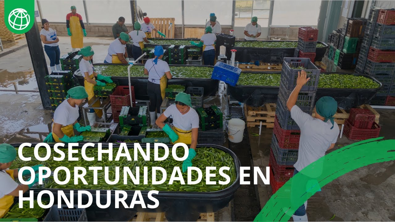 Cuando la cosecha hondureña se convierte en empleo, y el campo en oportunidades