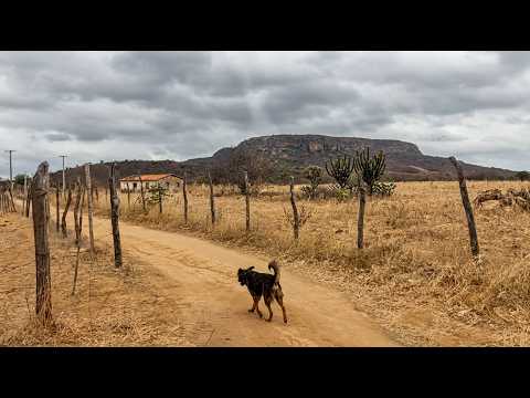 Aqui o sertão fica assim nessa época região de Araripina Pernambuco 