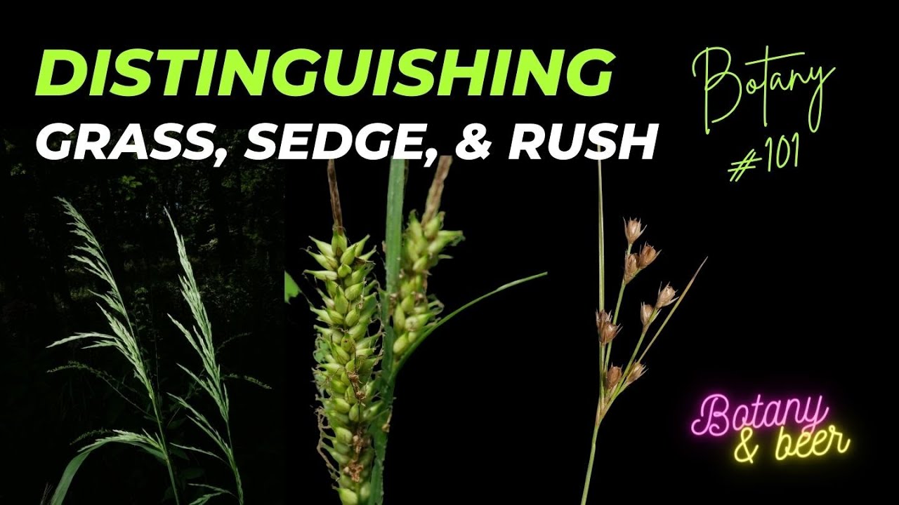 How to tell if it is a Sedge, Rush, or Grass - YouTube