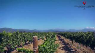 Download the video "Sophie Gangolphe, vigneronne en Corse"