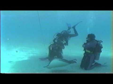 Divers at "Sting Ray City' visited by Moray Eel