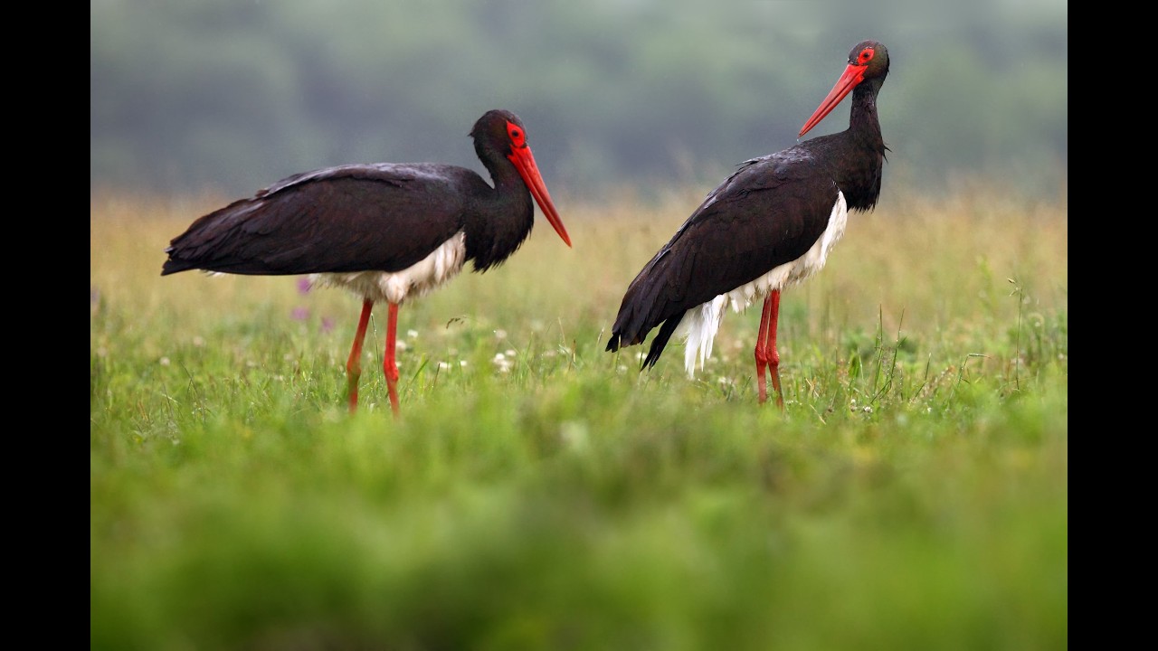 Live webcam view of Recinto de aves de BirdMania