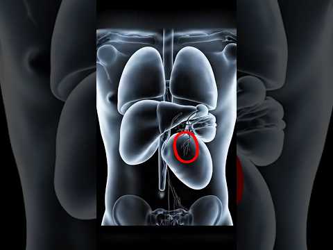 The Silent Warrior: How Your Spleen Fights Invaders You Never Knew About | 3D Medical Animation