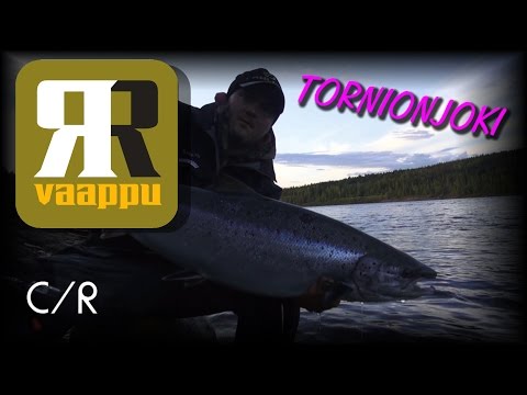 Tornionjoki - RR -vaapulla 12 kg soutulohi ( Lohivaappu - Salmon Fishing - Laxfiske - Korpikoski )