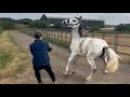 Naughty Horse Drags Man Away