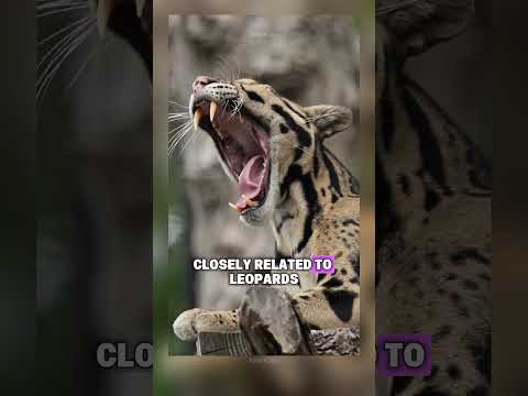 INSANE animal facts that you were meant to know sooner! 🤯