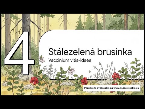 Borůvky, brusinky a další keříky z lesa