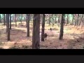 Harry Potter And The Deathly Hallows Part 1 Deleted Scene Harry And Ron Chase A Rabbit