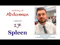 Anatomy Of Abdomen L17 Spleen Sajjad Abdulaziz