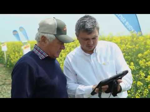 Rapita DEKALB - DK EXPRESSION