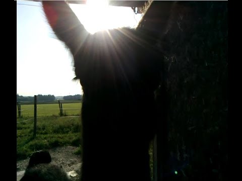 Lamafohlen Geburt live