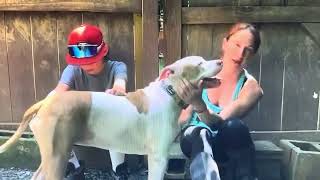 Video preview image #1 American Bulldog-Unknown Mix Puppy For Sale in Calhoun, GA, USA