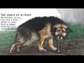 Ten Years Chained: A Dog's Happy Ending Rescue ...