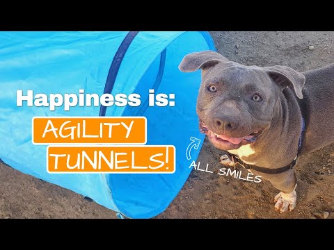 Happy dog has the cutest smile playing in agility tunnel