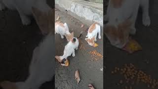 memberi makan kucing liar yang ada di sekitar tempat kerja.