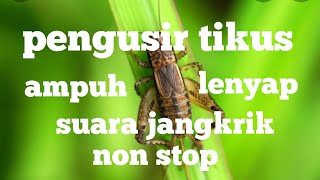 Download lagu SUARA JANGKRIK PENGUSIR TIKUS, AMPUH LANGSUNG LENYAP mp3