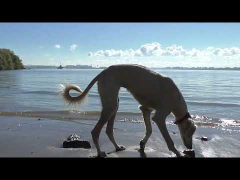 Die Salukis Matzi und Javid am Elbstrand Wittenbergen 21.09.2022