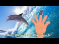 Finger Family Dolphin Family Nursery Rhyme Sea Animal Finger Family Daddy Finger Song Fish