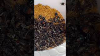 Download lagu Hundreds of Flies Dead #fly #housefly #pestcontrol #insects #entomology mp3 Download lagu Hundreds of Flies Dead #fly #housefly #pestcontrol #insects #entomology mp3