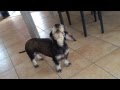 Barking Dog Chien Qui Aboie