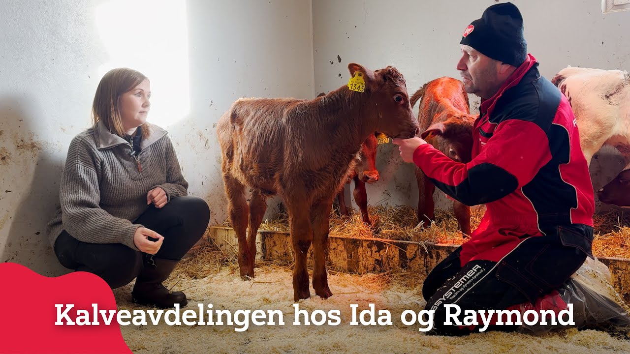 Kalveavdelingen hos Ida og Raymond