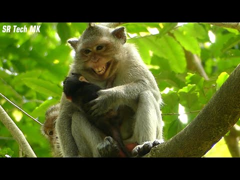 Adorable!  Viola always protected from other monkeys de-stroy sleep​ Vixen