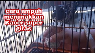 Download lagu cara ampuh menjinakan kacer super giras mp3