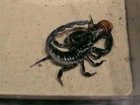 Scorpion Science