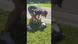 My dog refused to come inside… #dogsofyoutube #dog #dogs #husky #huskies