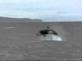 Dolphins The Wild Side