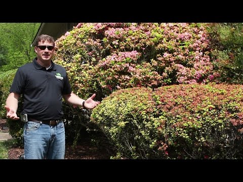 Landscaping tips | Old Azaleas  | servicing Chattanooga, TN & Fort Payne, AL