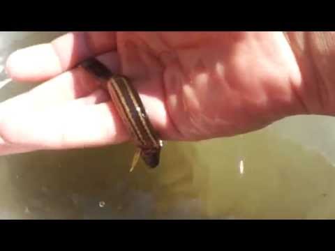 Piskorz. Małe Piskorze.