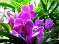 Орхидеи.flv 