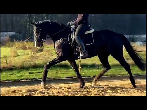2016 black mare / Rappstute von FÜRST BELISSARO www.sporthorses-online.com