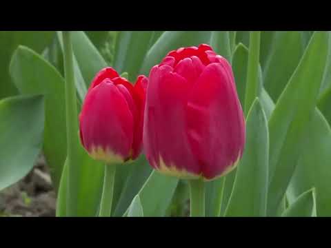 Genda Phool #trending #@sukhraj singh