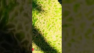 Download lagu #panen #melon #shorts #garden #urbanfarming #fruit #buah #youtubeshorts #youtubeshort #subscribe mp3 Download lagu #panen #melon #shorts #garden #urbanfarming #fruit #buah #youtubeshorts #youtubeshort #subscribe mp3