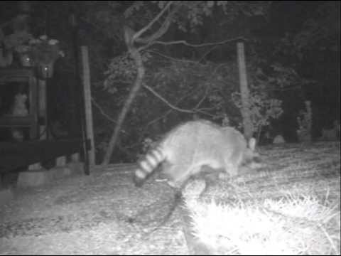 YouTube video about: Will bird netting keep raccoons out?