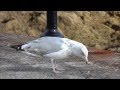 Seagull Eats Starfish