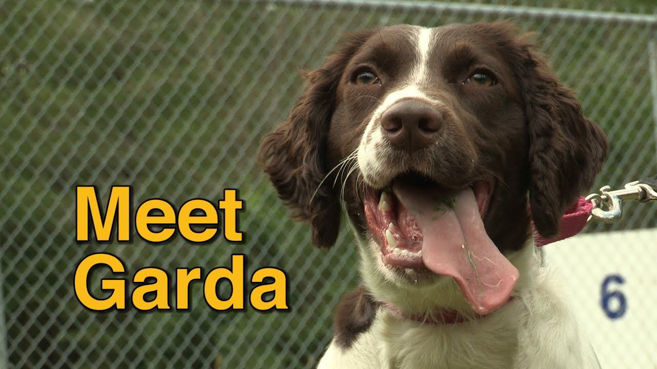 Police Dog Garda a tribute to officer