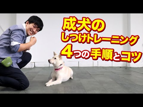 犬を訓練する方法 - 4 つの方法