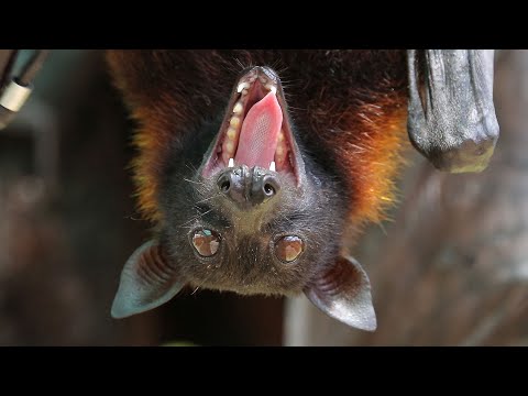 Early Evolution of Bats