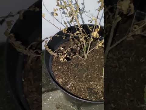 Tanaman delima hampir mati, kering dan layu dalam perjalanan kurir | perawatan tanaman layu / kering