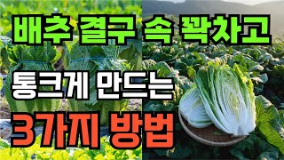 배추결구시기 속이 꽉찬 배추 만드는방법 배추 물주는 시간 간격 이때까지