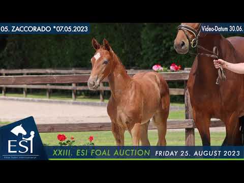 05. ZACCORADO colt by Zirocco Blue VDL x Lord Pezi x Frühlingsball www.esi.com
