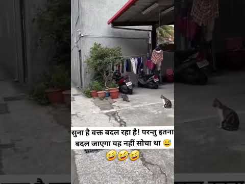 ❤️🐈🐀😂#cat#shorts #funny #comedy #cute #kitten