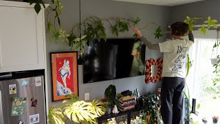 maintaining my massive philodendron florida ghost (finally repotting!)