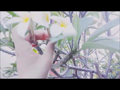 Introdução | Aprecie a Natureza comigo 🌷 #01