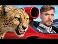 World S Fastest Car Vs Cheetah