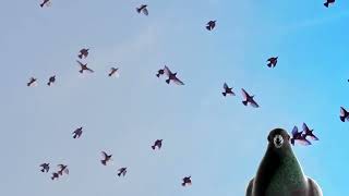 Pigeon: A Love Story