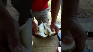 Download lagu belah duren lokal #shorts#belahduren#durian#durianlokal#kuliner mp3